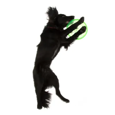 Schwarzer Hund spielt mit grünem Frisbee, zeigt Nutzung eines Spielzeugs für aktive Haustiere.