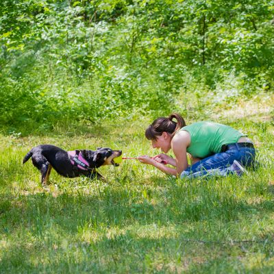 Hond met roze tuigje speelt buiten met een vrouw die een gele bal aan een werpstok vasthoudt, grasveld en bomen op de achtergrond.