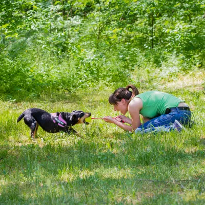Hond met roze tuigje speelt buiten met een vrouw die een gele bal aan een werpstok vasthoudt, grasveld en bomen op de achtergrond.