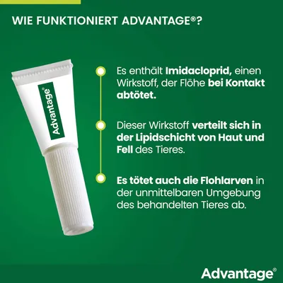 Advantage enthält Imidacloprid, das Flöhe bei Kontakt abtötet, sich in der Lipidschicht von Haut und Fell verteilt und auch Flohlarven in der Umgebung des Tieres abtötet.
