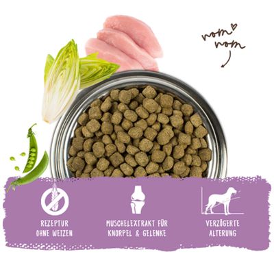 Rezeptur ohne Weizen, Muschelextrakt für Knorpel und Gelenke, verzögerte Alterung. Trockenfutter mit Erbsen, Chicorée und Fleischstücken in Edelstahlnapf.
