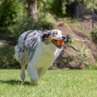 Chien courant sur l’herbe avec une balle orange et bleue en plastique dans la gueule