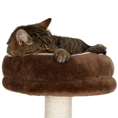 Brauner Katzenkratzbaum mit weicher Liegefläche, Katze schläft darauf.