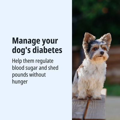 Diabetes management for dogs: Regulate blood sugar and lose weight without hunger.