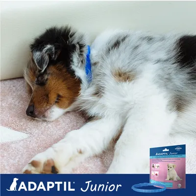 Slapende puppy met blauwe halsband, ADAPTIL Junior verpakking en halsband zichtbaar. Merknaam: ADAPTIL Junior. Verpakking toont afbeelding van puppy en productinformatie.