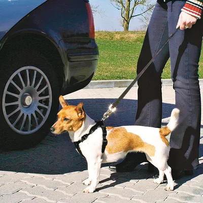Petit chien blanc et marron avec harnais noir et laisse, tenu par une personne debout à côté d'une voiture noire sur un parking pavé.