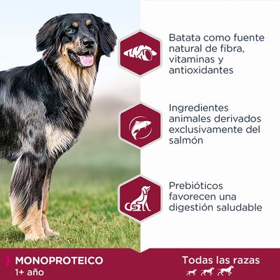 Batata como fuente natural de fibra, vitaminas y antioxidantes. Ingredientes animales derivados exclusivamente del salmón. Prebióticos favorecen una digestión saludable. Monoproteico 1+ año. Todas las razas.