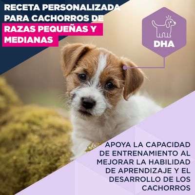 Eukanuba Premium Nutrition Puppy Small & Medium Breed cordero y arroz - 3 kg