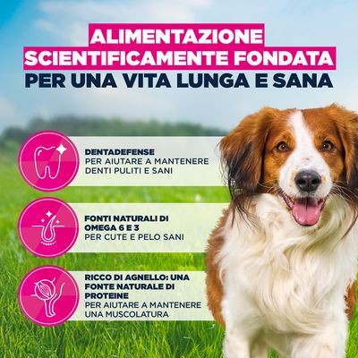 Eukanuba Premium Nutrition Adult Small & Medium Breed Agnello & Riso - 12 kg