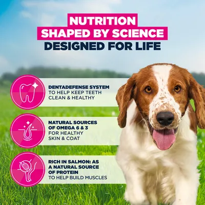 Eukanuba Premium Nutrition Adult Small & Medium Breed Laks