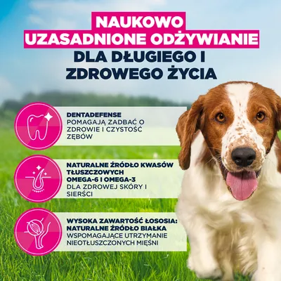 Eukanuba Premium Nutrition Adult Small & Medium Breed, łosoś - 12 kg