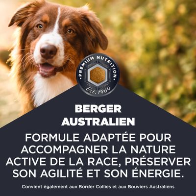 Berger Australien. Formule adaptée pour accompagner la nature active de la race, préserver son agilité et son énergie. Convient également aux Border Collies et aux Bouviers Australiens.