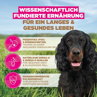 Eukanuba Grain Free Adult z divjačino - Varčno pakiranje: 2 x 12 kg