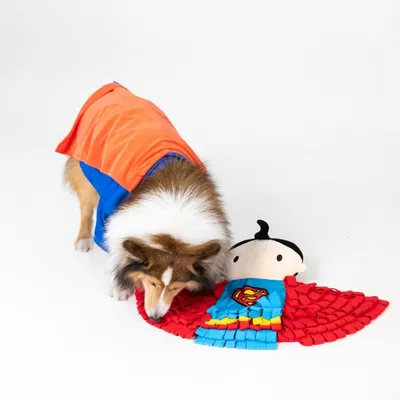 Hund in orange-blauem Superhelden-Kostüm interagiert mit Superman-Spielzeug aus Stoff.