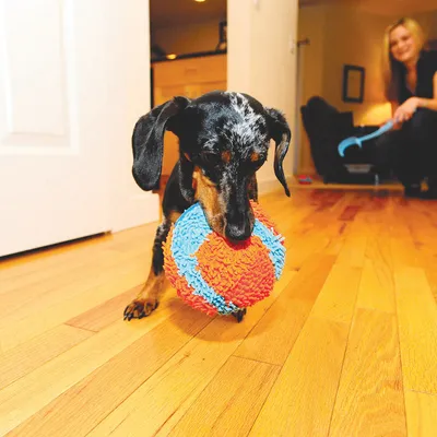 Chien tenant une balle texturée orange et bleue dans sa gueule sur un sol en bois, personne à l’arrière-plan avec un lance-balle bleu.
