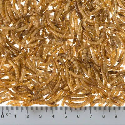 Vers de farine séchés entiers, étalés en vrac sur une surface blanche avec règle en centimètres visible en bas pour indiquer la taille des vers, environ 2 à 3 cm chacun.