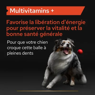 Multivitamins + Favorise la libération d'énergie pour préserver la vitalité et la bonne santé générale. Pour que votre chien croque cette balle à pleines dents.