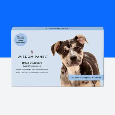 Wisdom Panel Breed Discovery Dog DNA Collection Kit box with text: 'The most accurate breed breakdown' and 'The world's leading dog DNA service'