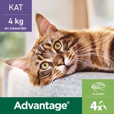 Advantage® 80 pour chat et lapin > 4 kg 4 mois de protection (4 pipettes)