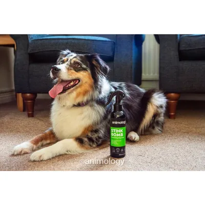 Dog lying on carpet next to a bottle labelled 'Animology Stink Bomb', demonstrating use of the deodorising spray for pets.