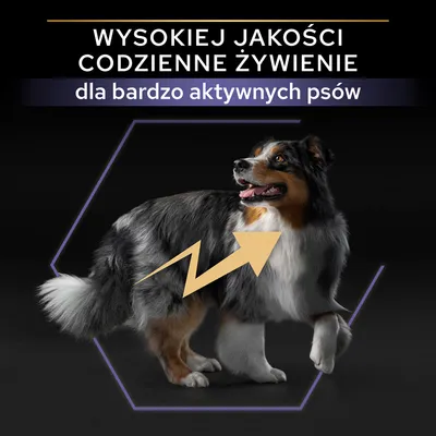 WYSOKIEJ JAKOŚCI CODZIENNE ŻYWIENIE dla bardzo aktywnych psów WYSOKIEJ JAKOŚCI CODZIENNE ŻYWIENIE dla bardzo aktywnych psów