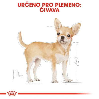 Text: Určeno pro plemeno: čivava. Ilustrace psa s vyznačenými rozměry těla.