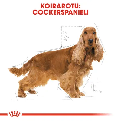 Koirarotu: Cockerspanieli. Kuvassa ruskea cockerspanieli, taustalla mittaviivoja ja luonnosmaisia merkintöjä.