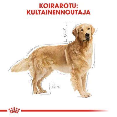 Koirarotu: kultainennoutaja. Piirros seisovasta kultaisestanoutajasta, taustalla mittaviivoja ja allekirjoitus.