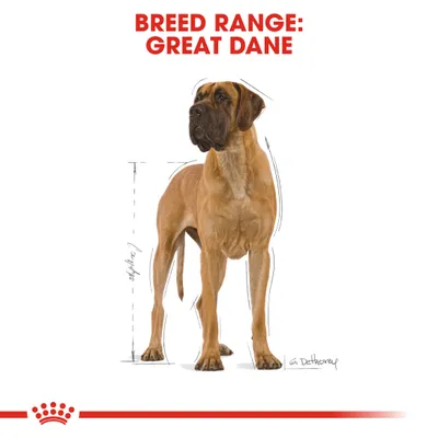 Nagy dán kutya illusztráció, felül piros szöveg: BREED RANGE: GREAT DANE. Mellette magasságot jelző vonalak láthatók.