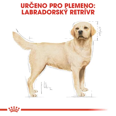 Určeno pro plemeno: Labradorský retrívr. Ilustrace psa s vyznačenými rozměry těla, červený nápis nahoře, značka Royal Canin dole.