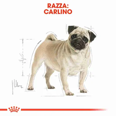 Testo: RAZZA: CARLINO. Illustrazione di un cane carlino su sfondo bianco con schizzi tecnici e logo Royal Canin in basso.