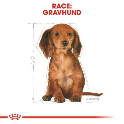 Race: Gravhund. Illustration af en gravhund med skitserede målstreger omkring kroppen. Teksten 'Race: GRAVHUND' øverst i rødt.