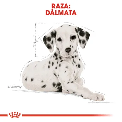 Ilustración de un perro con pelaje blanco y manchas negras, texto visible en la parte superior: RAZA: DÁLMATA.