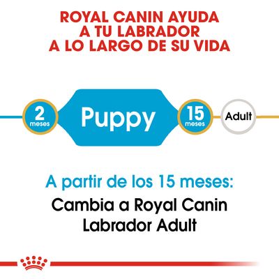 Royal Canin ayuda a tu labrador. Puppy de 2 a 15 meses, luego Adult. A partir de los 15 meses: Cambia a Royal Canin Labrador Adult.