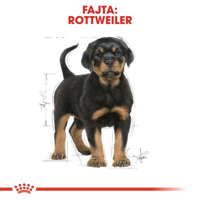 Fajta: Rottweiler felirat, illusztráció egy fekete-barna rottweiler kölyökkutyáról fehér háttéren.