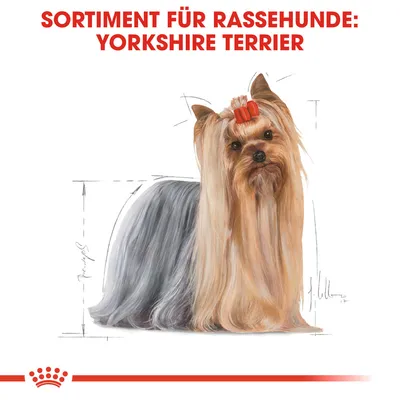 Sortiment für Rassehunde: Yorkshire Terrier. Illustration eines Yorkshire Terriers mit langen Haaren und roter Schleife.