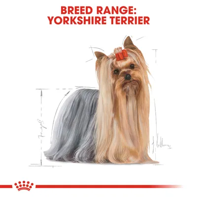 Illustration af Yorkshire Terrier med teksten 'BREED RANGE: YORKSHIRE TERRIER' øverst. Hund med langt, glat hår og rød sløjfe.