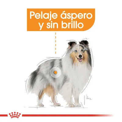 Ilustración de perro con texto: Pelaje áspero y sin brillo. Señalización en el pelaje para destacar la textura y falta de brillo.