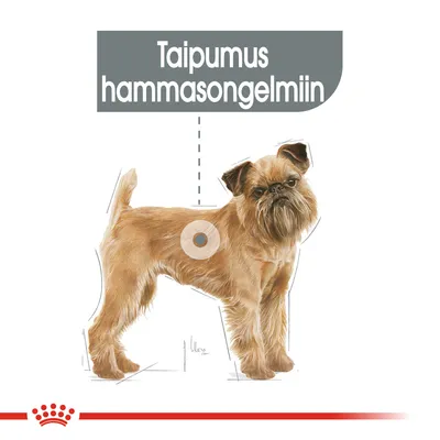 Piirroskoira, jonka yläpuolella teksti: Taipumus hammasongelmiin. Alareunassa Royal Canin -tunnus.