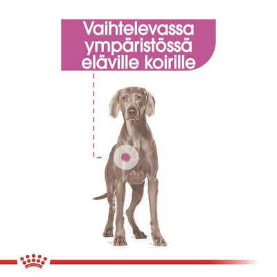Teksti: Vaihtelevassa ympäristössä eläville koirille. Kuvassa koira ja korostettu kohta vatsan alueella.