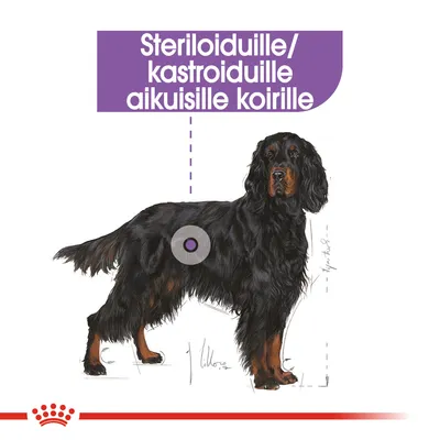 Steriloiduille/kastroiduille aikuisille koirille, teksti violetilla taustalla piirroskuvan yläpuolella. Piirretty musta koira, jonka kyljessä harmaa ympyrä.