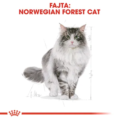 FAJTA: NORWEGIAN FOREST CAT felirat, norvég erdei macska illusztrációval fehér háttéren. A szöveg angol nyelvű.
