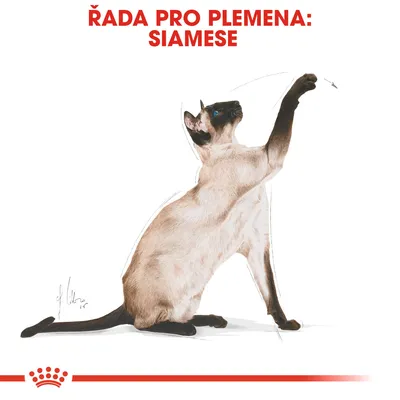 ŘADA PRO PLEMENA: SIAMESE, ilustrace siamské kočky s nataženou tlapkou