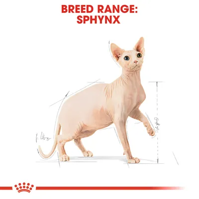 Illustration av en Sphynxkatt med texten 'Breed Range: Sphynx' ovanför samt linjer som markerar kattens proportioner.