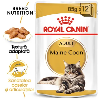 Pachet Royal Canin Adult Maine Coon 85g x12, imagine cu pisică Maine Coon, text: Textură adaptată, Sănătatea oaselor și articulațiilor, Breed Nutrition.