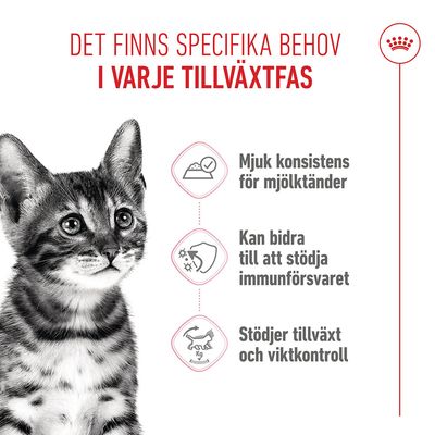Royal Canin FHN Sterilised Kitten i gelé - 12 x 85 g
