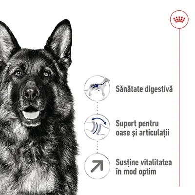 Sănătate digestivă, suport pentru oase și articulații, susține vitalitatea în mod optim – text vizibil lângă imaginea unui câine ciobănesc german și simboluri explicative.
