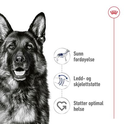 Royal Canin Maxi Adult i saus