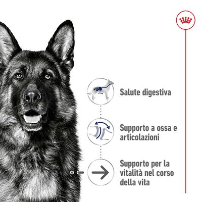 Cane con tre icone e testi: Salute digestiva, Supporto a ossa e articolazioni, Supporto per la vitalità nel corso della vita. Logo Royal Canin in alto a destra.