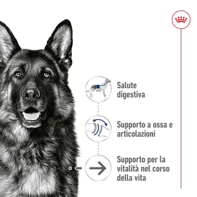 Salute digestiva, supporto a ossa e articolazioni, supporto per la vitalità nel corso della vita. Testo accanto a illustrazioni di cane stilizzato.